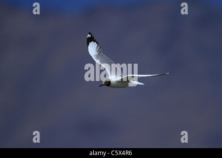 Braune Leitung Möwe in Pangong Tso, Ladakh, Indien Stockfoto