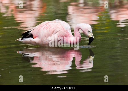 Rosa Flamingo spiegelt sich in das Teichwasser an Slimbridge WWT Feuchtgebiete und Wildfowl Trust Stockfoto