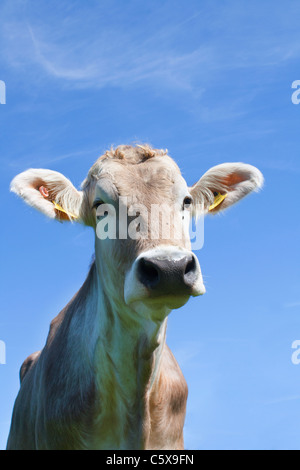 Österreich, Mondsee, Kuh, Blick in die Kamera mit blauem Hintergrund, Nahaufnahme Stockfoto