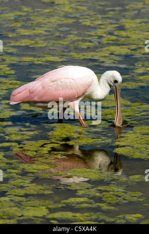 Rosige Löffler (Juvenile) - grüne Cay Feuchtgebiete - Delray Beach Florida, USA Stockfoto