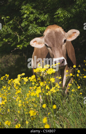 Österreich, Salzkammergut, Kuh im Feld Stockfoto