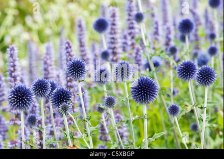 Echinops Ritro Veitchs blue. Globe Distel Blumen in einem englischen Garten Stockfoto