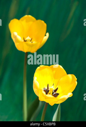 Gelbe Tulpen, close-up Stockfoto