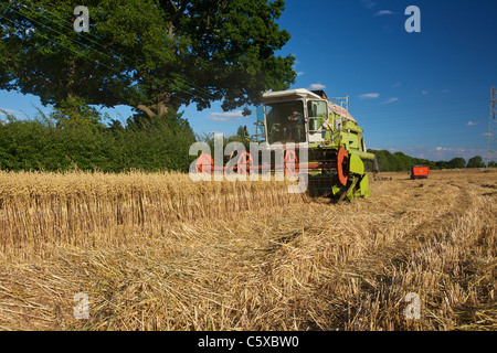 CLAAS Dominator 106 schneiden Hafer Stockfoto