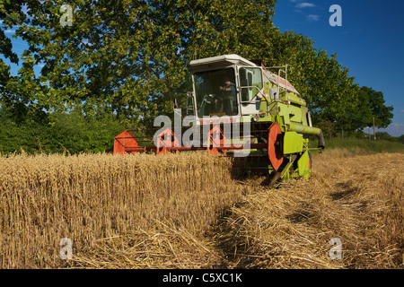 CLAAS Dominator 106 schneiden Hafer Stockfoto