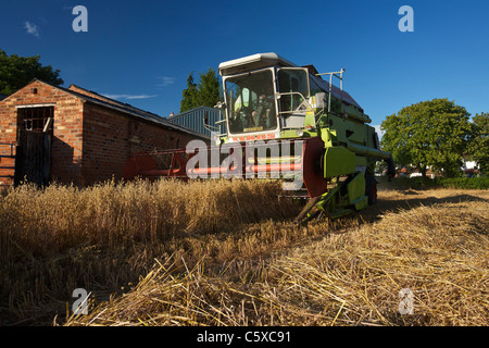 CLAAS Dominator 106 schneiden Hafer Stockfoto