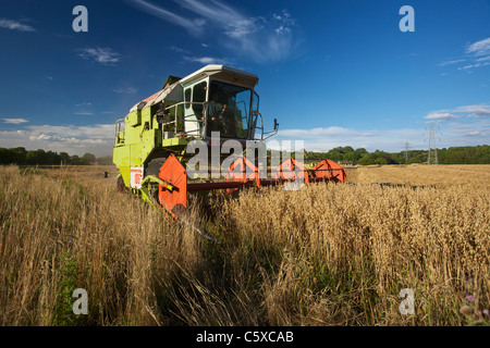 CLAAS Dominator 106 schneiden Hafer Stockfoto