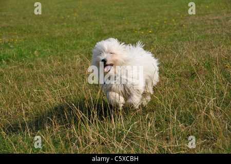 Withe Malteser Welpen Rüde in das Feld Stockfoto