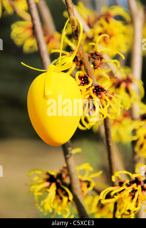 Osterstrauch Hamamelis - Hamamelis Strauch in der Osterzeit 05 Stockfoto