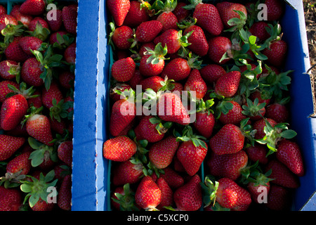 Bio-Erdbeeren Swanton BerryFarm Stockfoto