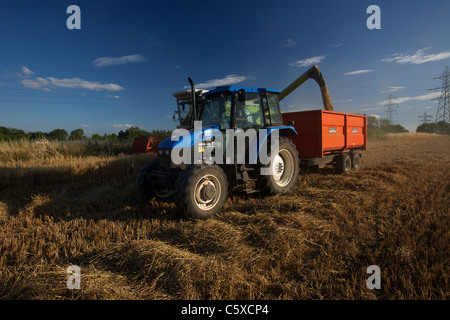 Hafer, der Entlassung aus dem Mähdrescher in Anhänger unterwegs während der Ernte UK Stockfoto