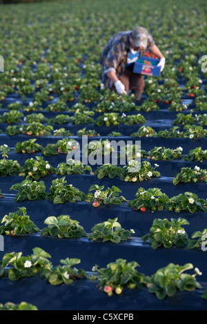 Bio-Erdbeeren Swanton BerryFarm Stockfoto