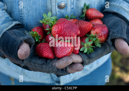 Covid 19 Durchfahren des Teststandorts in Kalifornien. Stockfoto