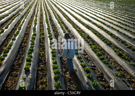 Organische Landwirtschaft, Kalifornien, Swanton Berry Farms Erdbeere Stockfoto