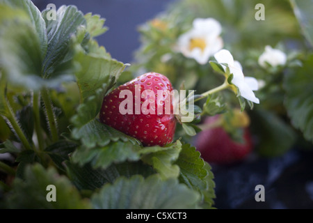 Bio-Erdbeeren Swanton BerryFarm Stockfoto