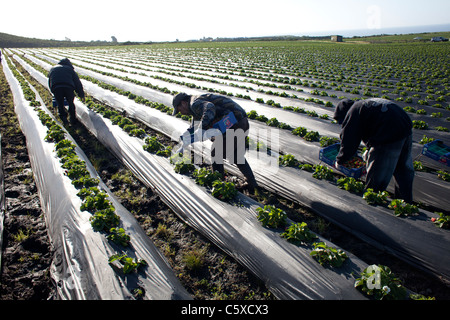 Organische Landwirtschaft, Kalifornien, Swanton Berry Farms Erdbeere Stockfoto