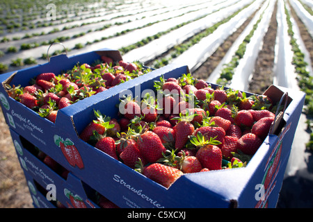 Organische Landwirtschaft, Kalifornien, Swanton Berry Farms Erdbeere Stockfoto