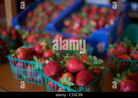 Bio-Erdbeeren, Kalifornien, Swanton BerryFarm Stockfoto