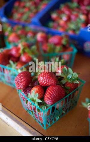 Bio-Erdbeeren, Kalifornien, Swanton Berry Farm Stockfoto