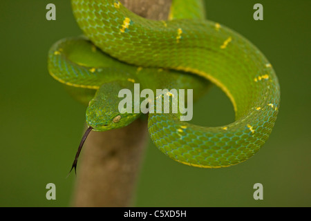 Seite-gestreiften Palm-Grubenotter (Bothriechis Lateralis) - Costa Rica - Arboreal - giftig - in Gefangenschaft Stockfoto