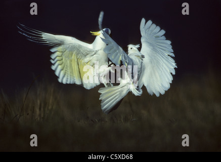 Schwefel Crested Cockatoo kämpfen Cacatua Galerita Wilsons Promontry Victoria, Australien BI006568 Stockfoto