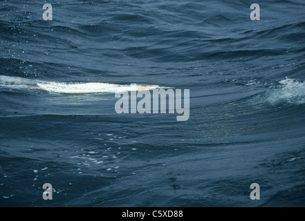 Tölpel - Tauchen unter dem Meer Sula Bassana Nordsee, UK BI015045 Stockfoto