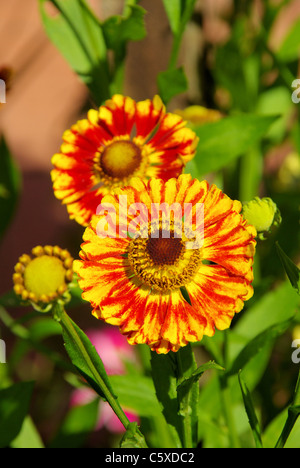 Sonnenbraut - Helenium 01 Stockfoto