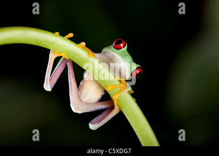 Ein Zoll rote Augen Laubfrosch auf einer liane Stockfoto