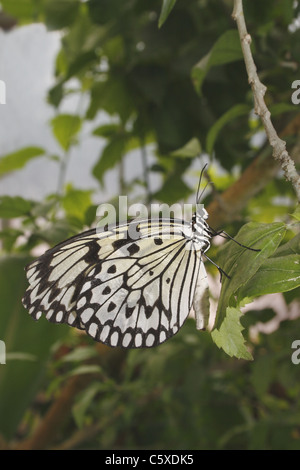 Baum Nymphe Idee Leuconoe Butterfly House, Wildlife & Falknerei Tropenhaus, North Anston, South Yorkshire, England Stockfoto