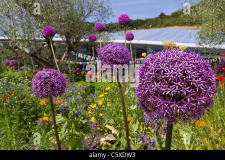 Violette sternförmige Blüten von Allium Christophii Stockfoto