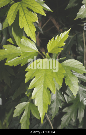 Känguru Rebe Cissus Antarctica Butterfly House, Wildlife & Falknerei Tropenhaus, North Anston, South Yorkshire, England Stockfoto