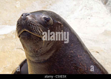 Nahaufnahme von patagonische Seelöwen bei National Seal Sanctuary, Gweek, Cornwall, Uk Stockfoto