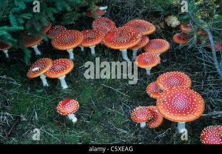 Fly Agaric - Fairy Ring Amanita Muscaria Surrey, UK PL000933 Stockfoto
