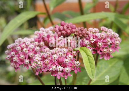 Sumpf-Seidenpflanze Asclepias Wurzelsud Butterfly House, Wildlife & Falknerei Tropenhaus, North Anston, South Yorkshire, England Stockfoto