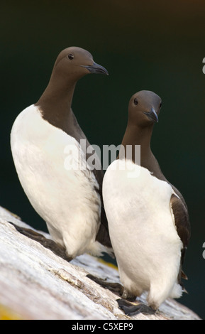 GUILLEMOT Uria Aalge A paar Erwachsene zusammen thront auf einem abfallenden Felsen Saltee Inseln, Irland Stockfoto