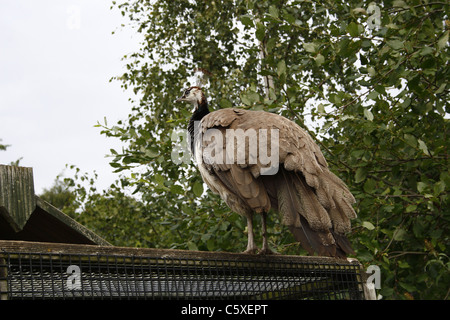 weibliche indische Pfauenhennen Pavo Cristatus Butterfly House, Wildlife & Falknerei Tropenhaus, North Anston, South Yorkshire, England Stockfoto