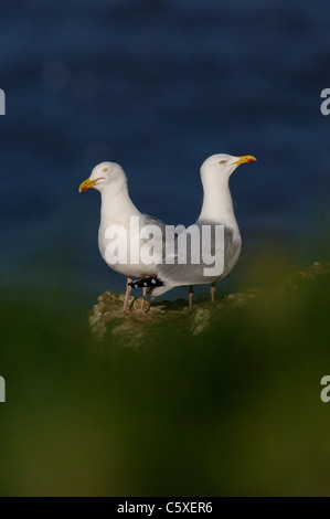 SILBERMÖWE Larus Argentatus A paar Erwachsene thront auf einer Klippe East Yorkshire, UK Stockfoto