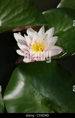 Rosa Seerose Stockfoto