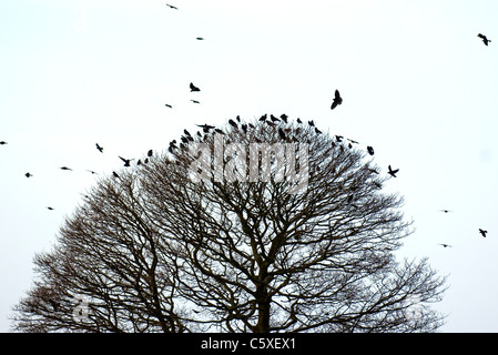 DOHLE Corvus Monedula eine gemischte Winter Herde von Dohlen und Saatkrähen Silhouette in einem Baum Derbyshire, UK Stockfoto