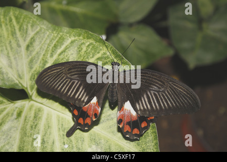 weibliche gemeinsame Mormone Schmetterling Stockfoto