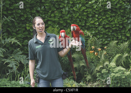 Tier-Moderatorin Vortrag über rote und Grüne Aras Stockfoto