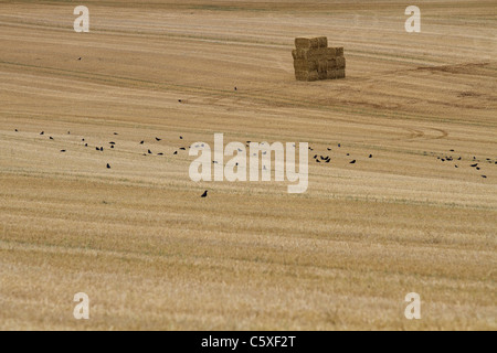 A field just after harvest Stockfoto