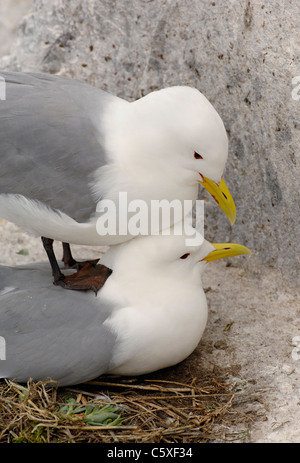 KITTIWAKE Rissa Tridactyla A Zuchtpaar Paarung auf ihrer Klippe nisten Website Farne Islands, UK Stockfoto