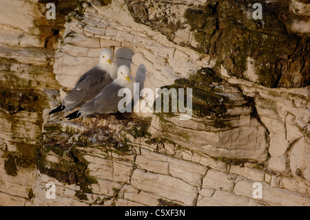 KITTIWAKE Rissa Tridactyla ein Zuchtpaar zusammen auf ihrer Klippe nisten Website East Yorkshire, UK Stockfoto