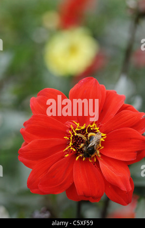 Hummel auf Zinnie Marylandica Blume Stockfoto