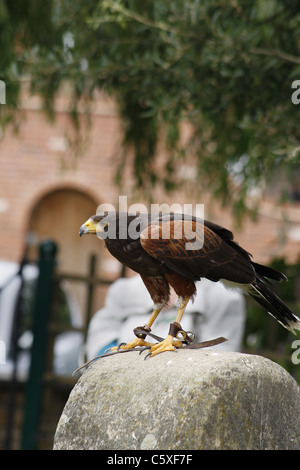 Harris Hawk auf Barsch Stockfoto