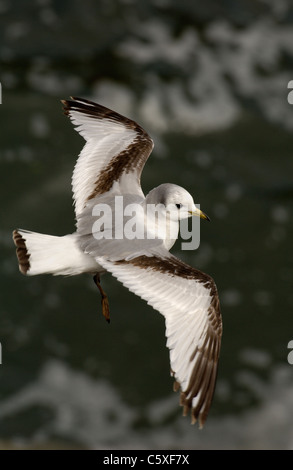 KITTIWAKE Rissa Tridactyla A juvenile hängt an starke Aufwinde wogenden, einer Küstenstadt Klippe Gesicht Saltee Inseln, Irland Stockfoto