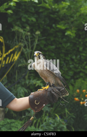 Lanner Falcon auf tierische Moderator arm Stockfoto