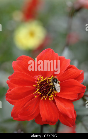 Hummel auf Zinnie Marylandica Blume Stockfoto