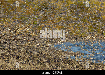 Knoten Calidris Canutus Tausende von Knoten fliegen wie ein Wanderfalke taucht um sie Spuk, Norfolk, Großbritannien Stockfoto